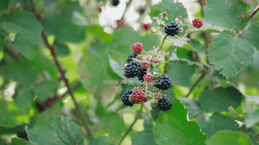 Raspberry leaves