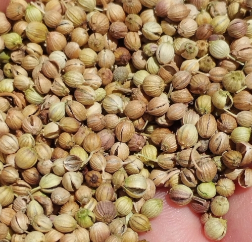 Coriander seeds